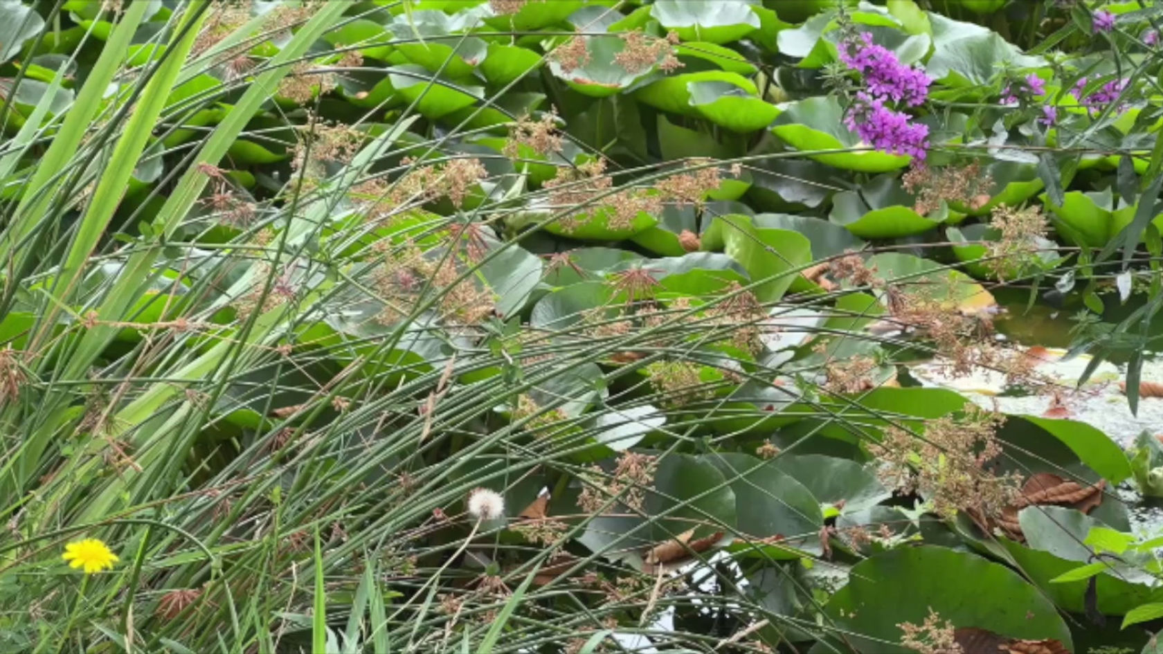 Mindfulness - By the Pond